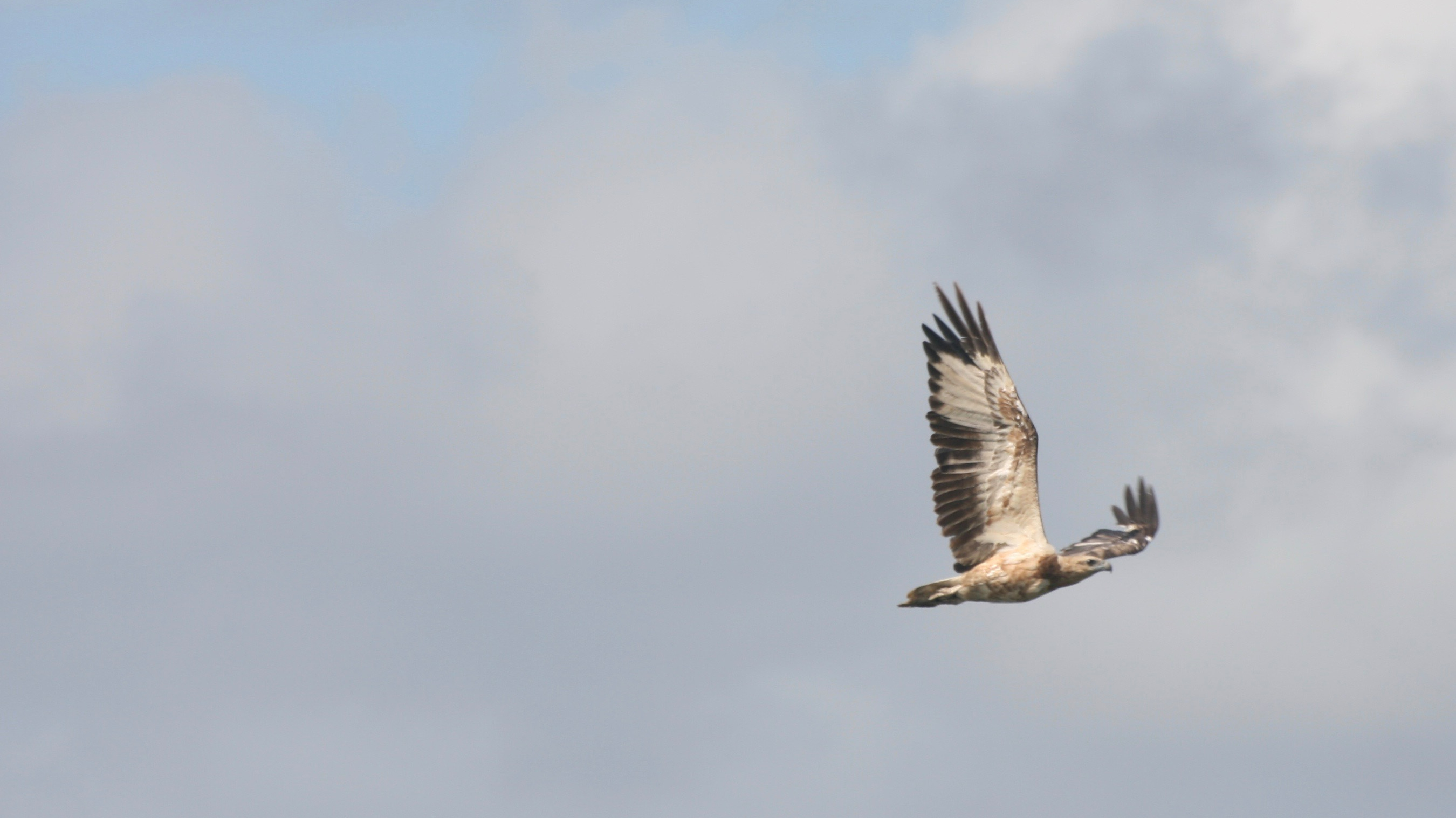 Juvenile White-bellied Sea Eagle flying over Ooncooncoo Bay, Russell Island