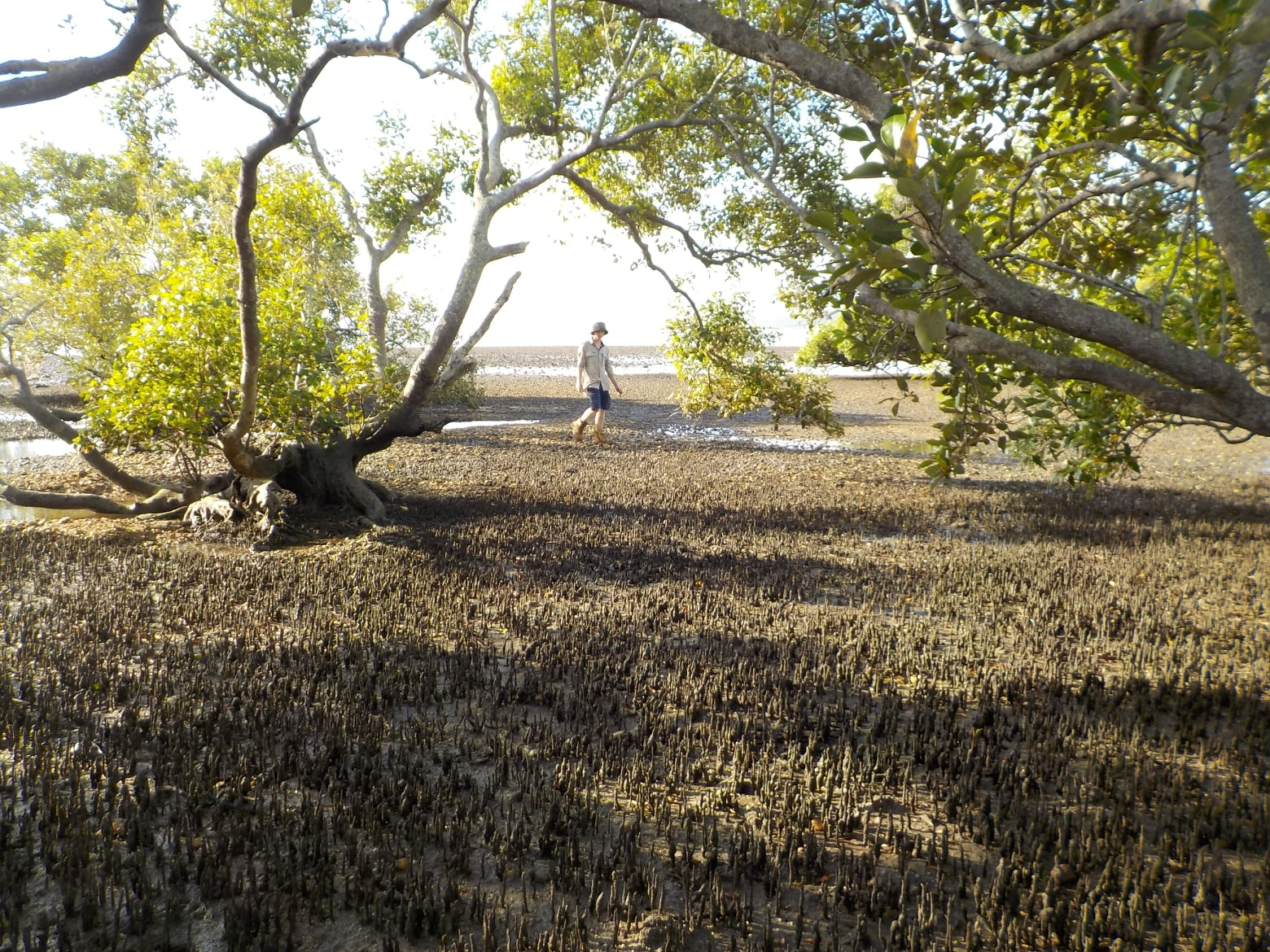 Running Wild Conservation Team member walking through mangroves at low tide, surrounded by pneumatophores